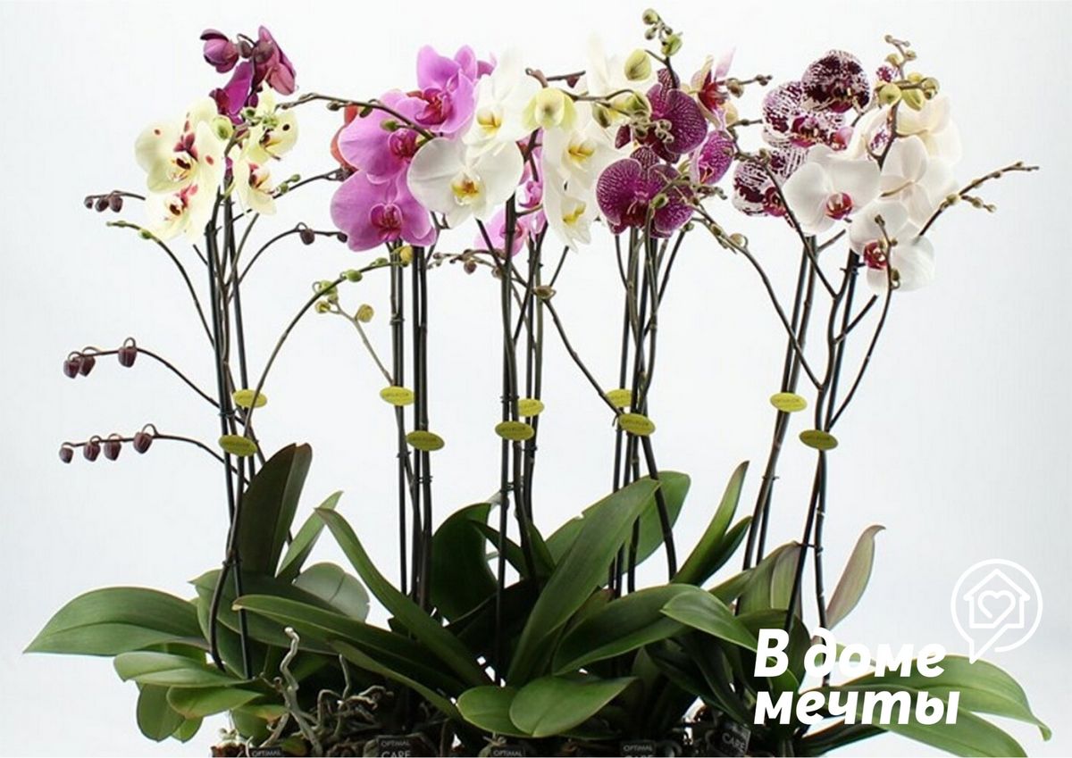 Фаленопсис, или орхидея