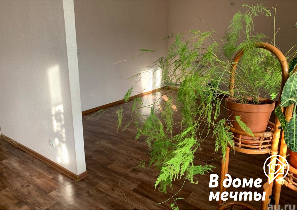 Как выбрать свое первое комнатное растение