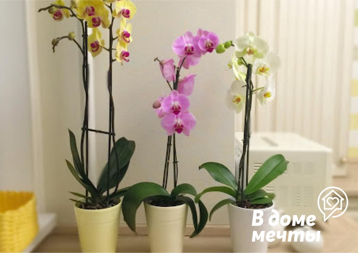 выращивании орхидей