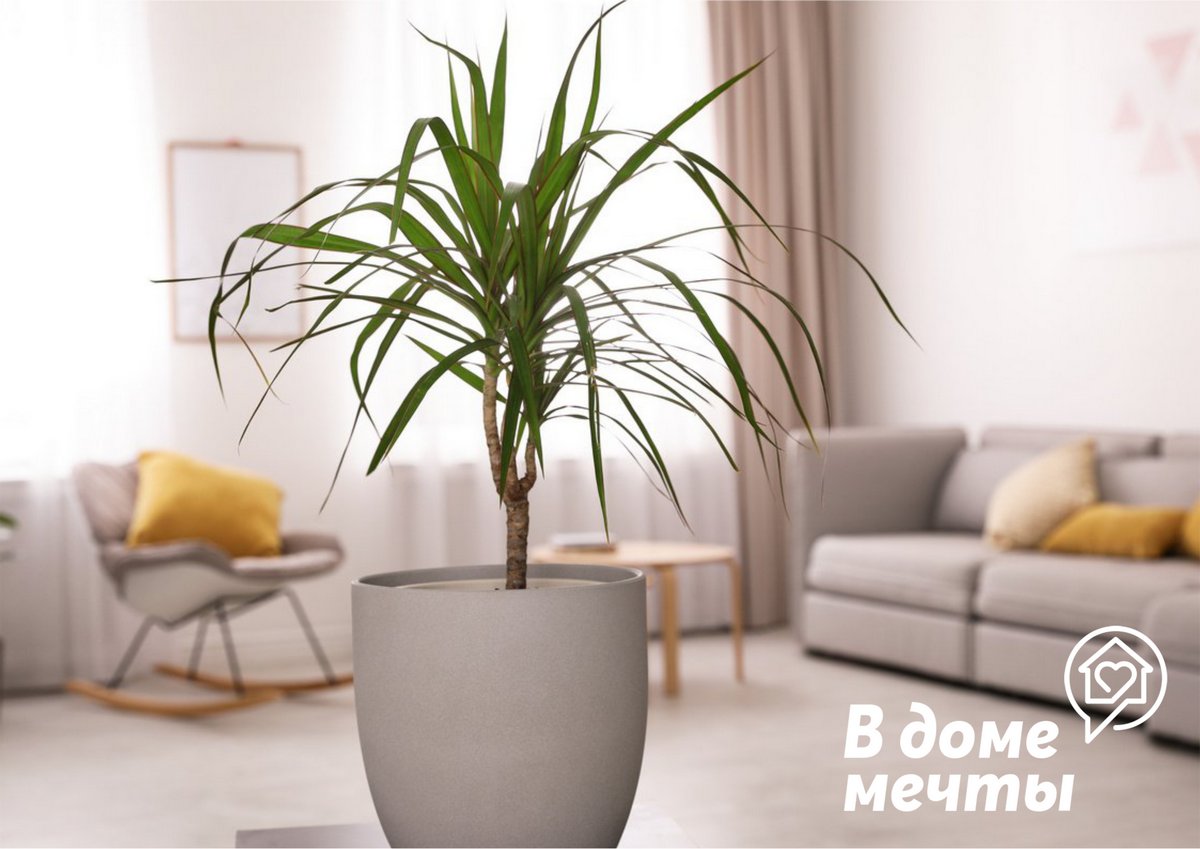 выбрать идеальное комнатное растение для любого дома