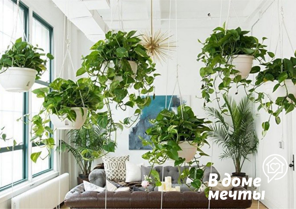 Висячие комнатные растения