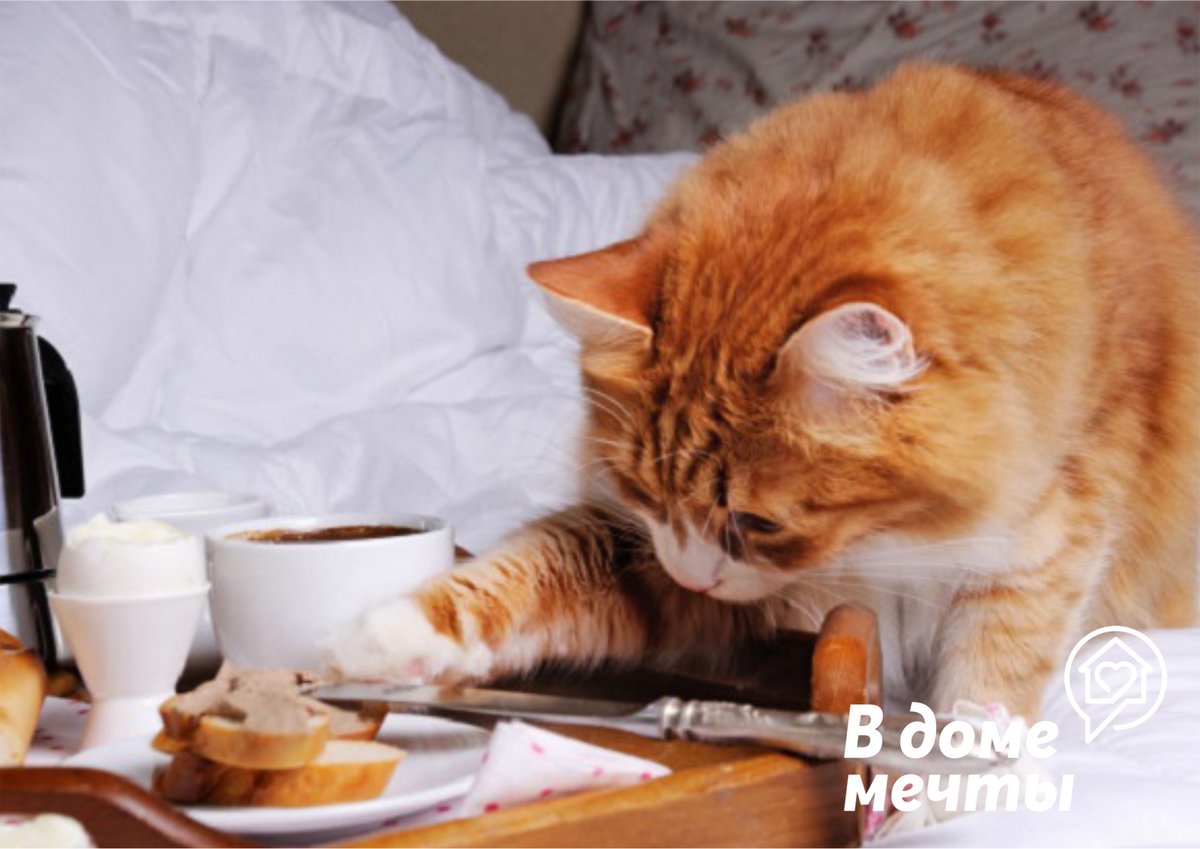 Почему коты воруют еду со стола