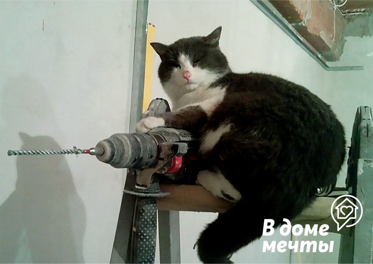 От чего спасать кота во время ремонта?