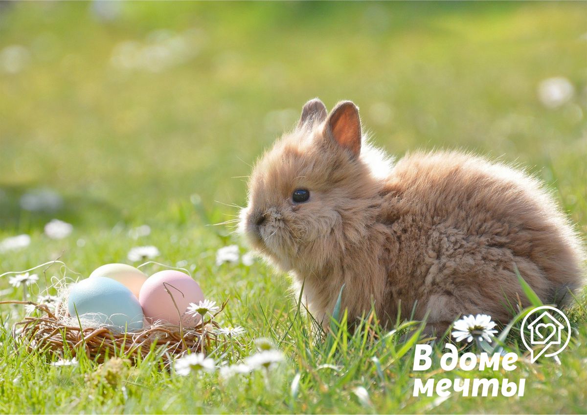 Кролики любят быть на улице и наслаждаться свежей травой. 