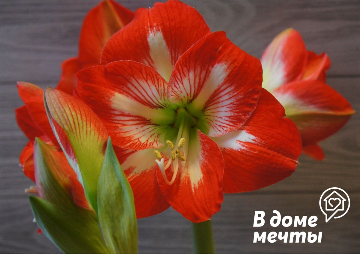 Гиппеаструм (амариллис) – домашняя лилия: уход, цветение и зимовка
