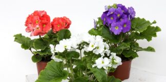 4 цветка, помогающие достичь благополучия в доме
