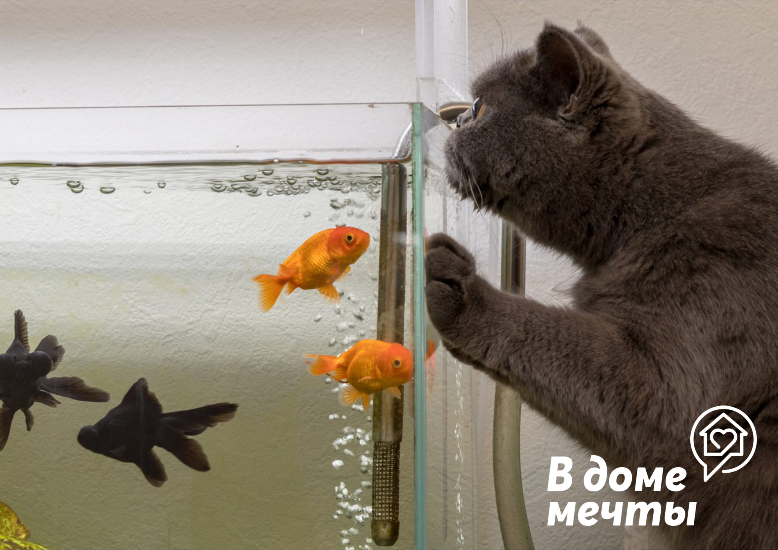 Каких обитателей аквариума точно не съест кот