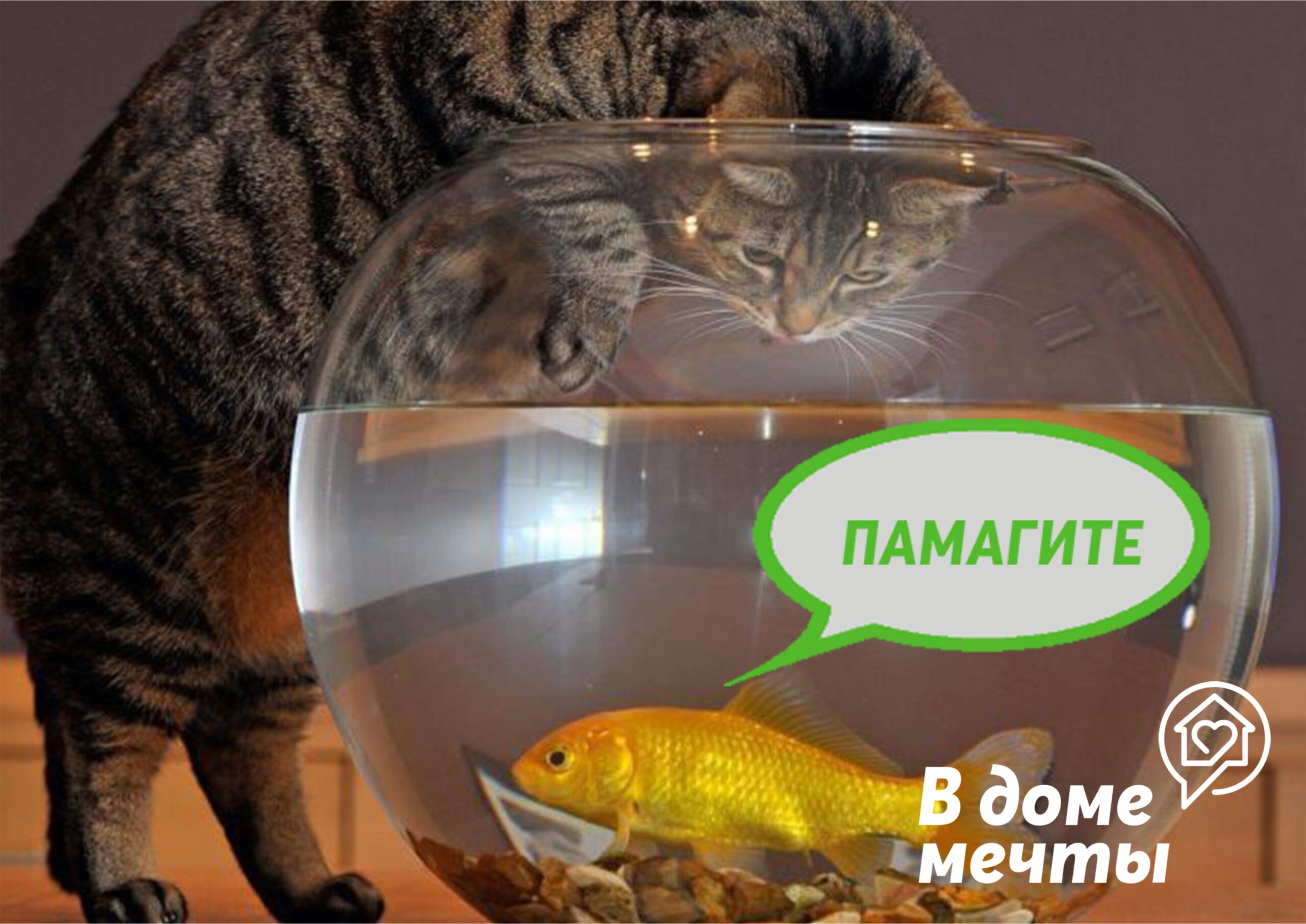 Итак, полезные советы для дома, в котором живет кот и появился аквариум