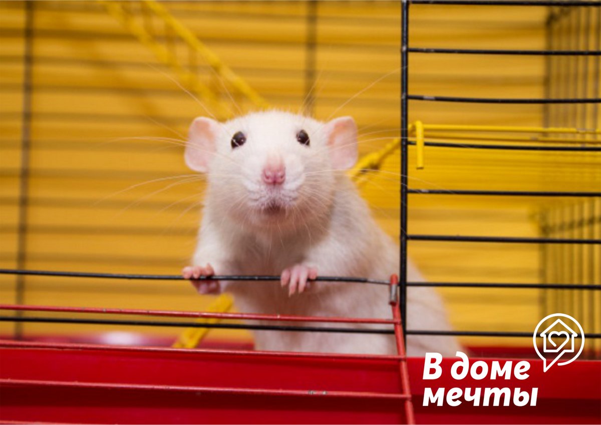 Дамбо: особенности ухода за декоративной породистой крысой 