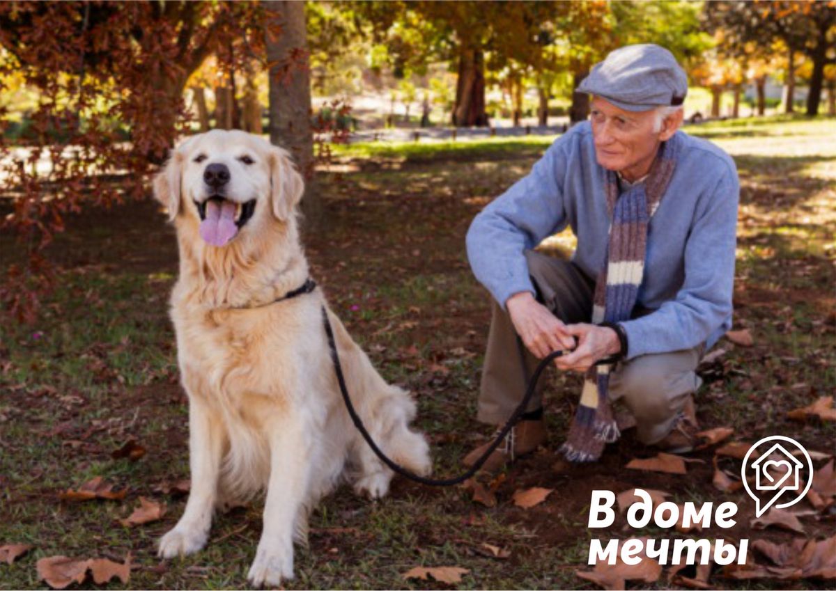 Как выбрать собаку для пожилого человека: топ-7 пород