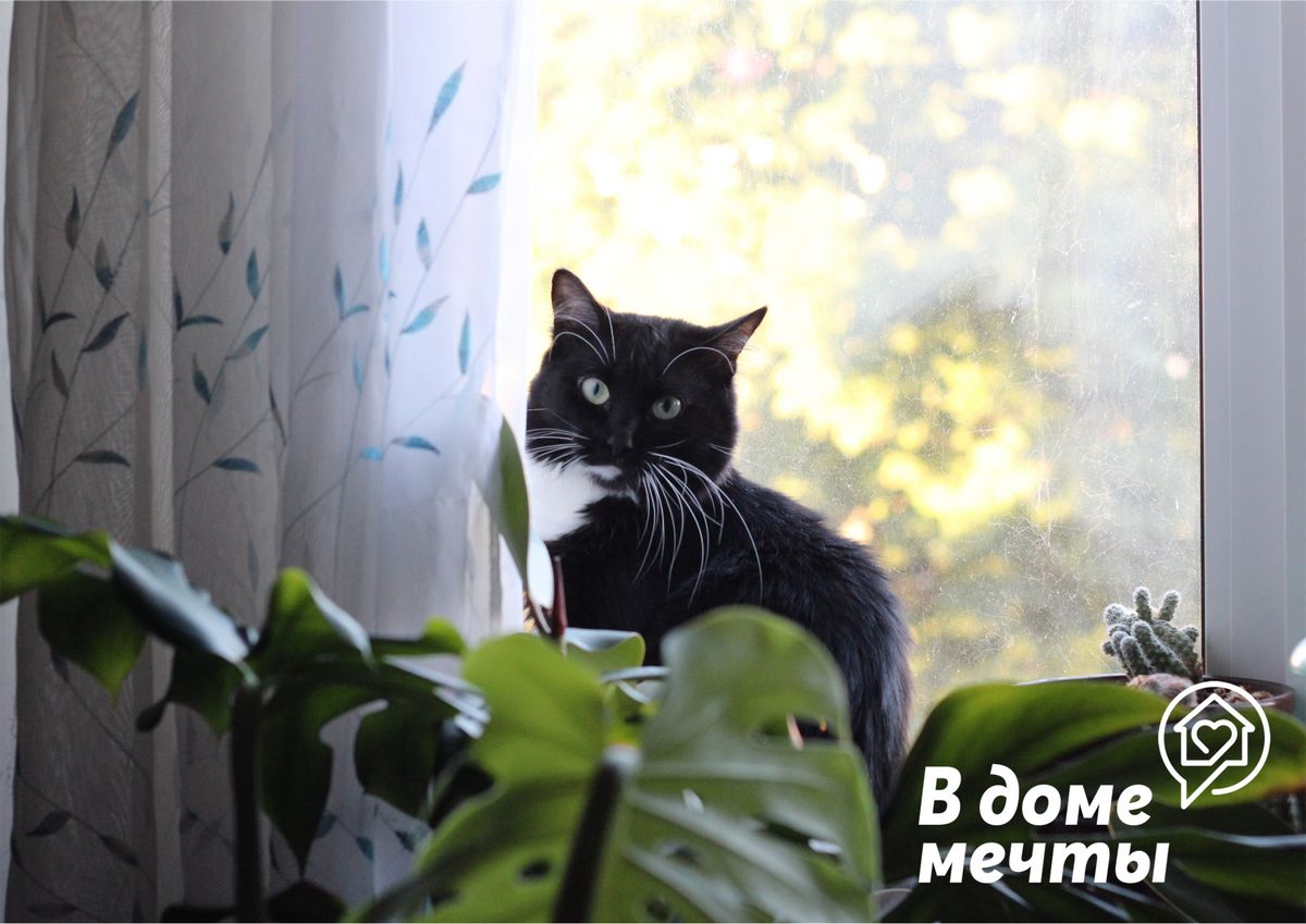 Кошка поедает комнатные растения: причины и методы борьбы