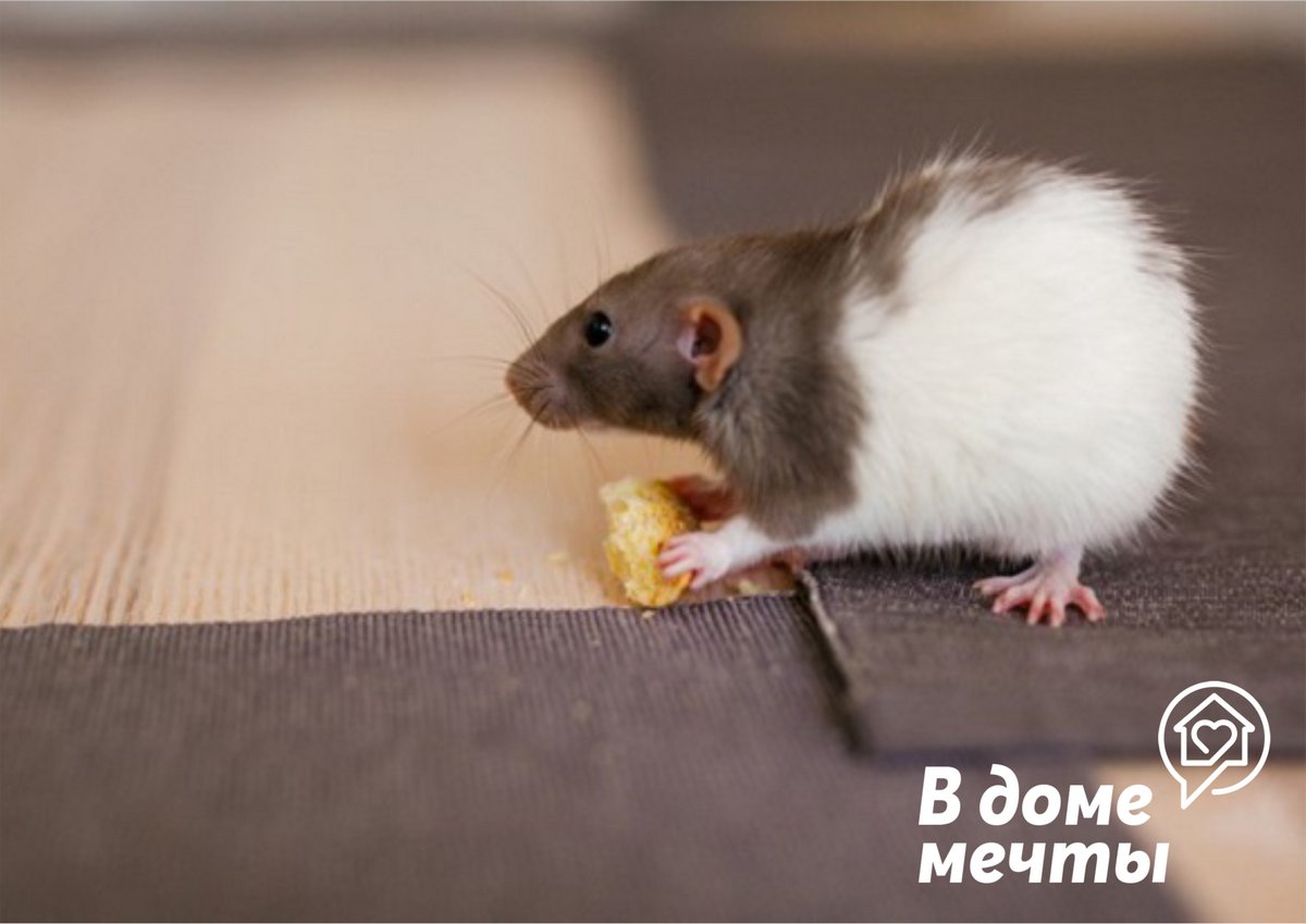 Забота о маленьких грызунах: секреты ухода за декоративной крысой