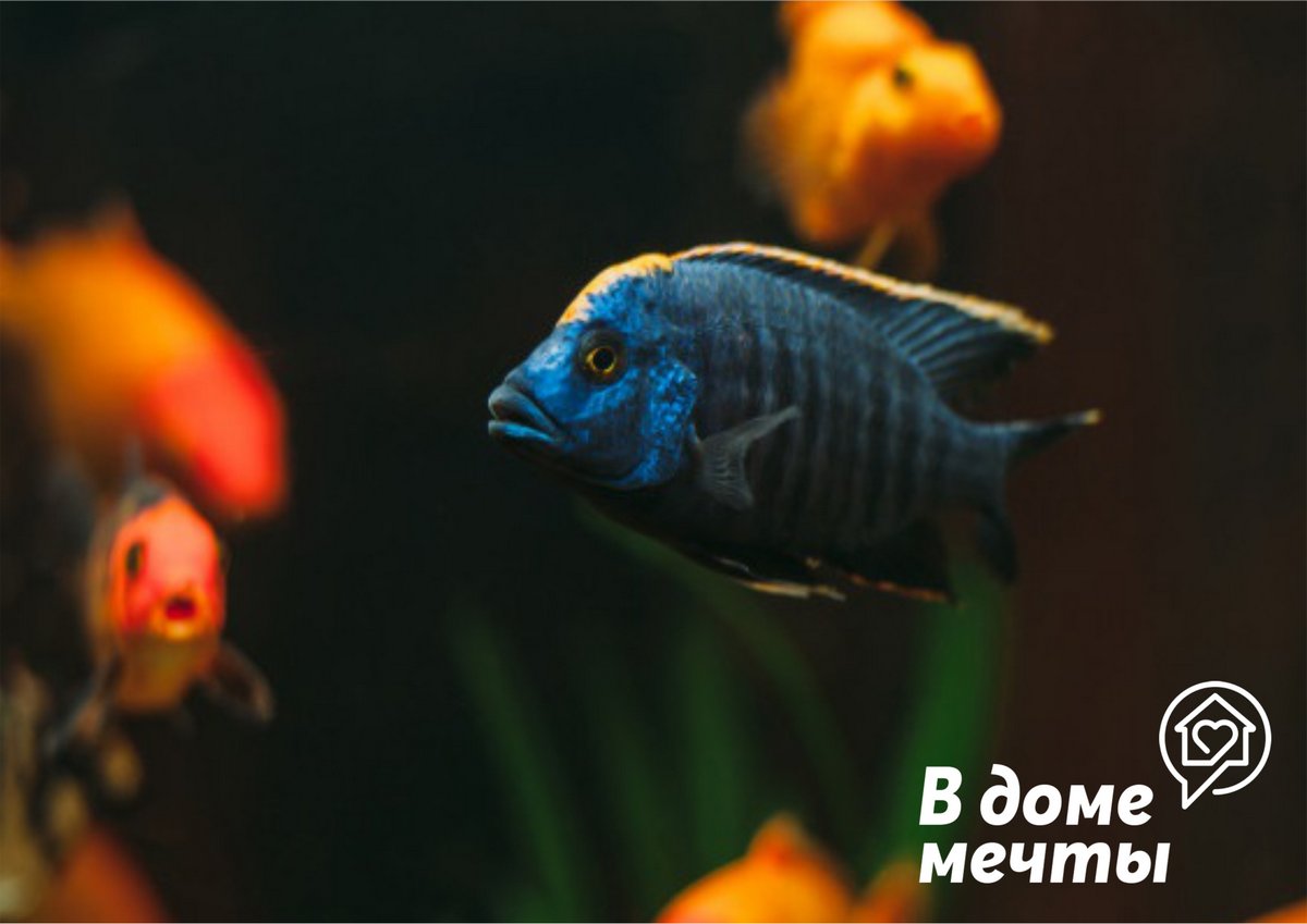 Самые популярные и желанные: топ-10 аквариумных рыбок