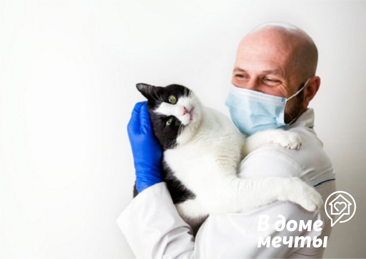 Без стресса: как отвезти кота в ветеринарную клинику