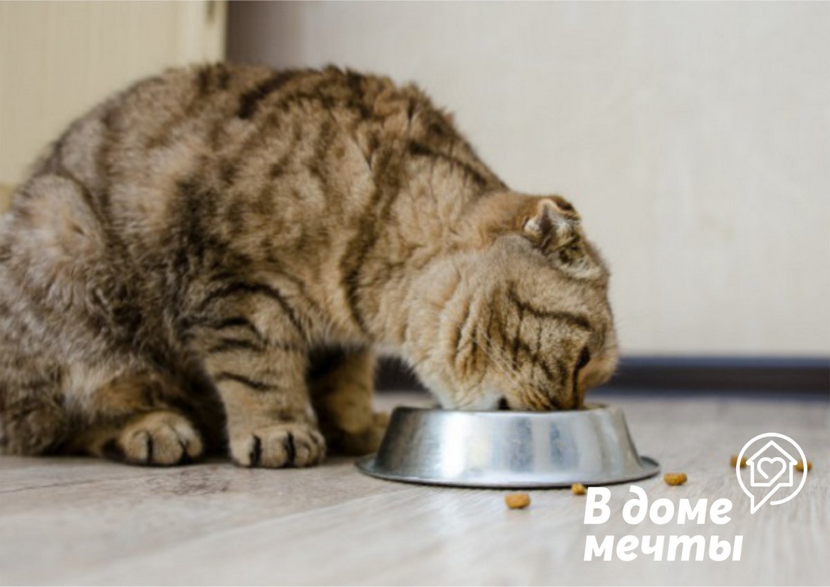 Натуральные витамины для кота: какие овощи можно предложить домашнему питомцу