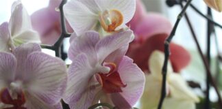 Орхидея не наращивает цветоносы: восемь основных причин отсутствия цветения
