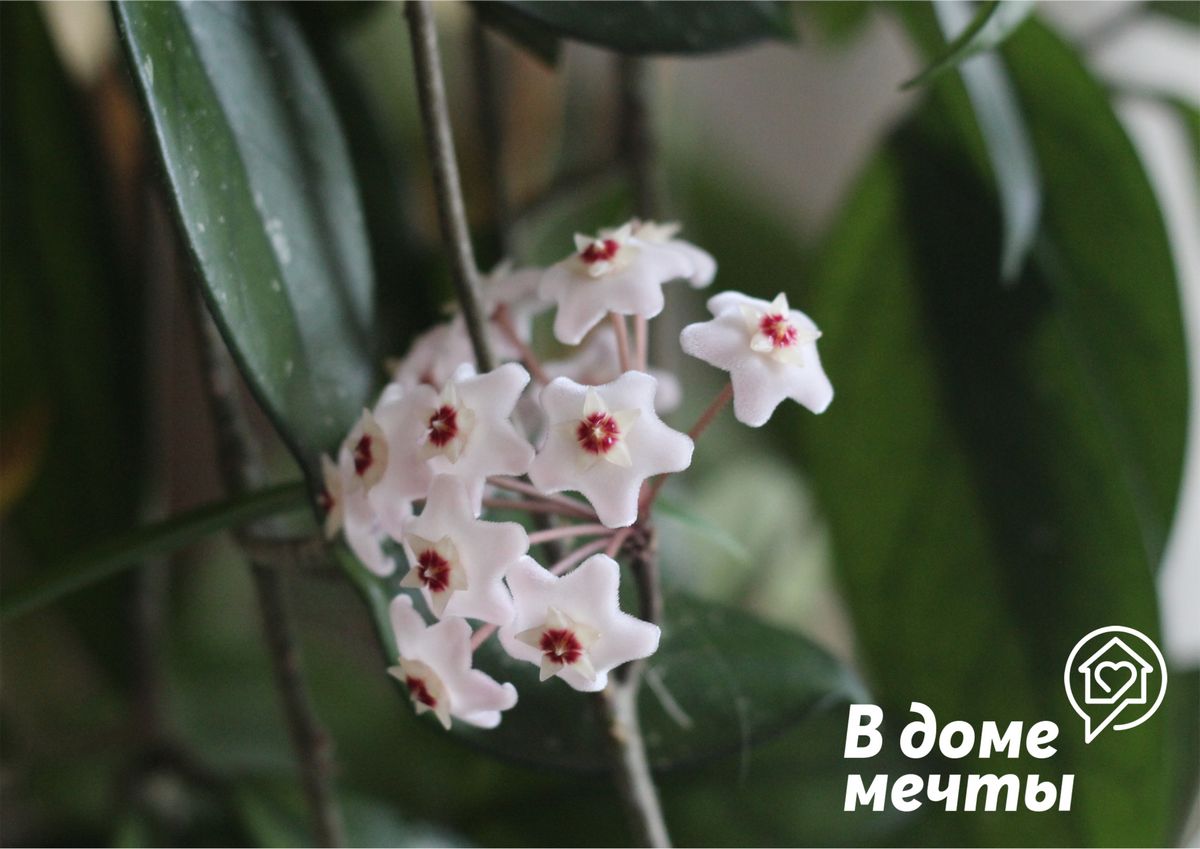 Необычная лиана хойя: все о выращивании шикарного домашнего цветка