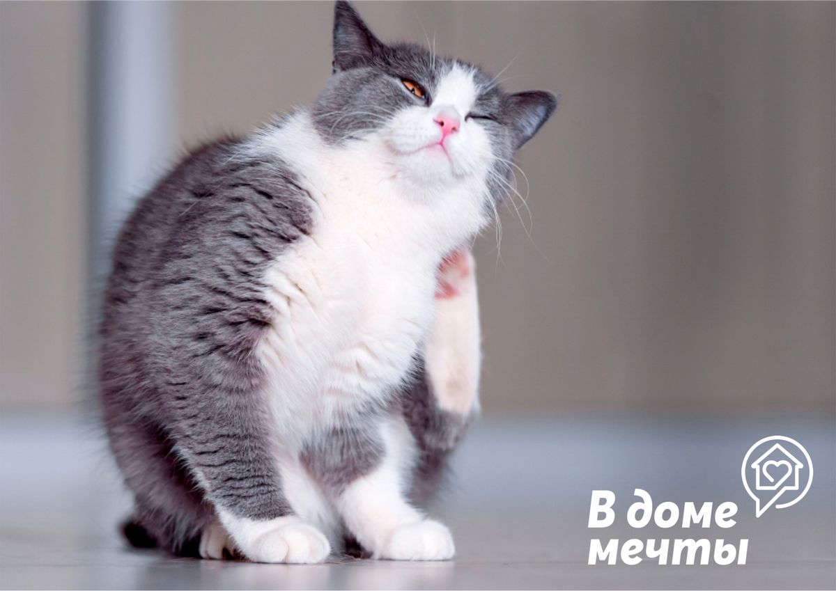 Кошка постоянно чешется: как быстро обнаружить болезнь у кошки и спасти домашнего питомца 