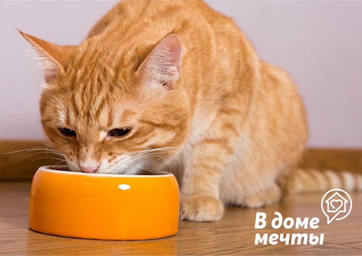 Почему кошка не хочет есть: девять распространенных причин