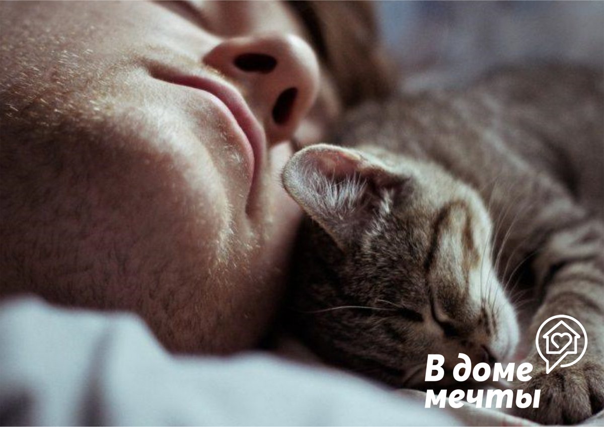 Почему кошка любит спать на хозяине? Раскрываем все секреты поведения питомца!