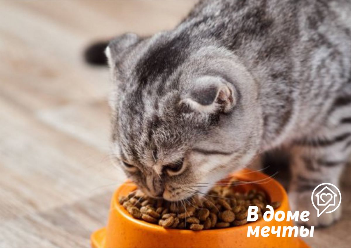 Кошка постоянно хочет есть? Узнайте причину повышенного аппетита у домашнего питомца!