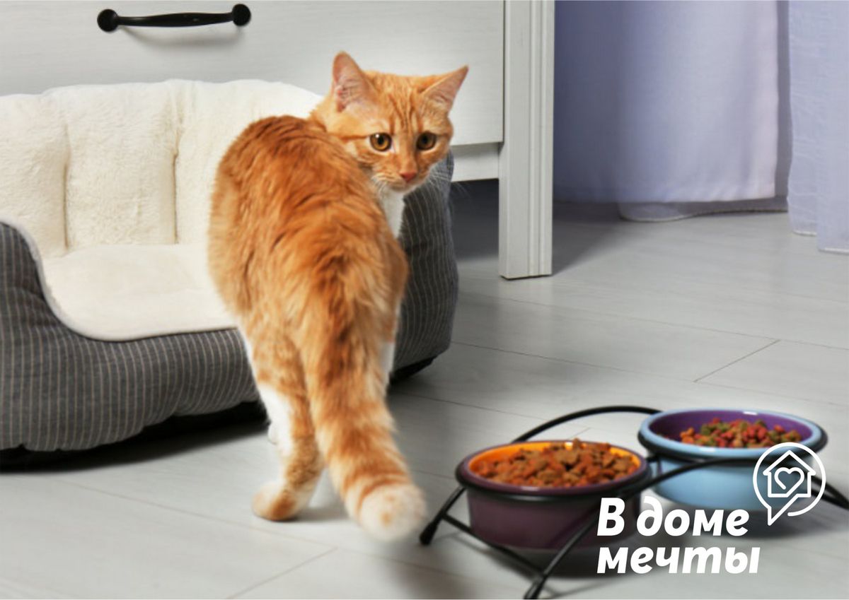 Кошка перестала есть? Девять серьезных причин плохого аппетита у кошки