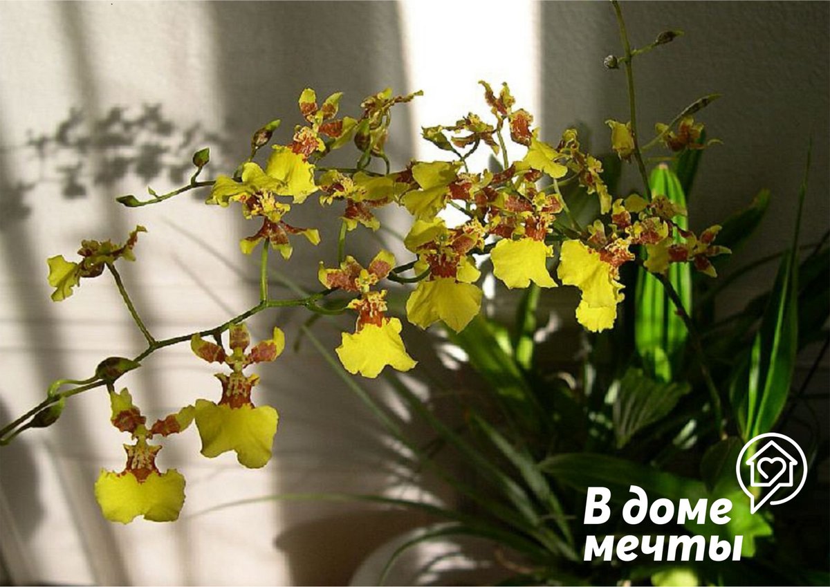 Самые ароматные цветущие растения для вашего дома: шесть домашних цветов, которые поразят вас своим ароматом!