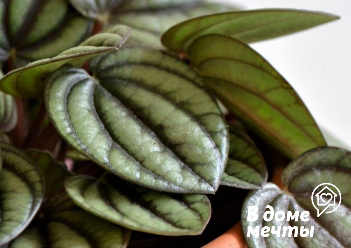 Пеперомия - самое обаятельное декоративное растение, которое не нуждается в сложном уходе! 