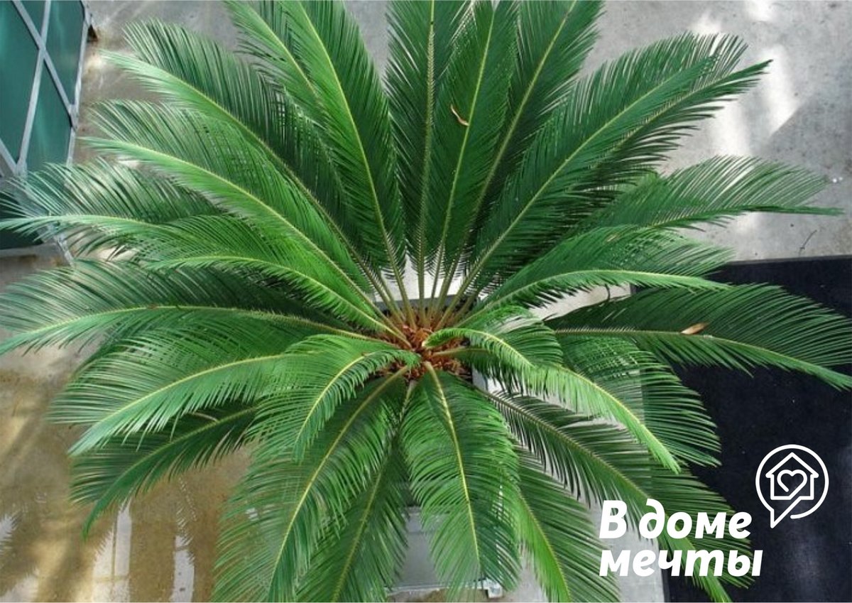 Цикас - шикарная домашняя пальма, которая украсит любой интерьер!