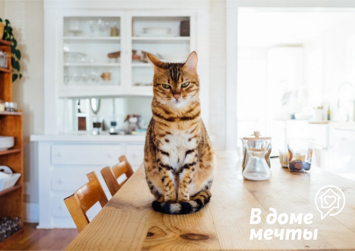 Топ-6 запахов, которые способны отвадить кошку от кухонного стола