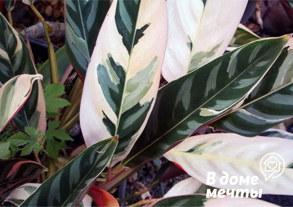 Экзотическая строманта - лучшее декоративное растение для стильного интерьера!