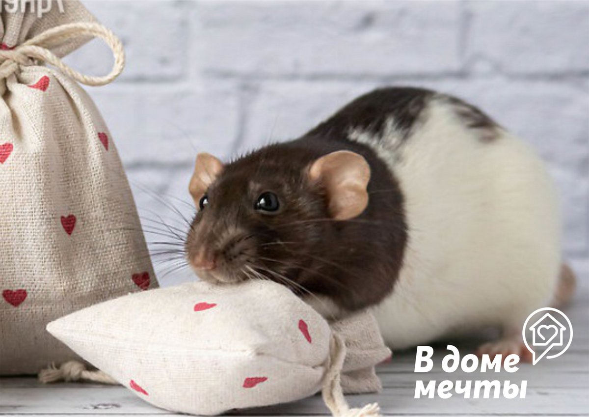 Дрессировка крысы: особенности и важные нюансы 