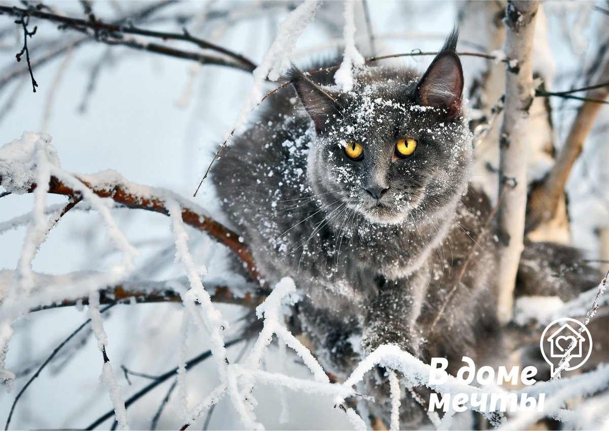 Чем опасна зима для кошек