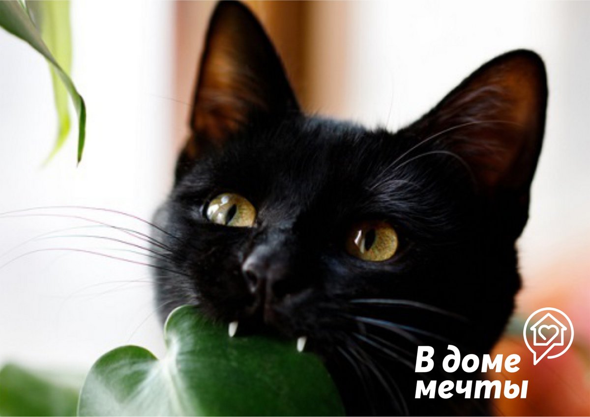 Если в доме живет кошка: лучшие комнатные растения для владельцев любопытных кошек