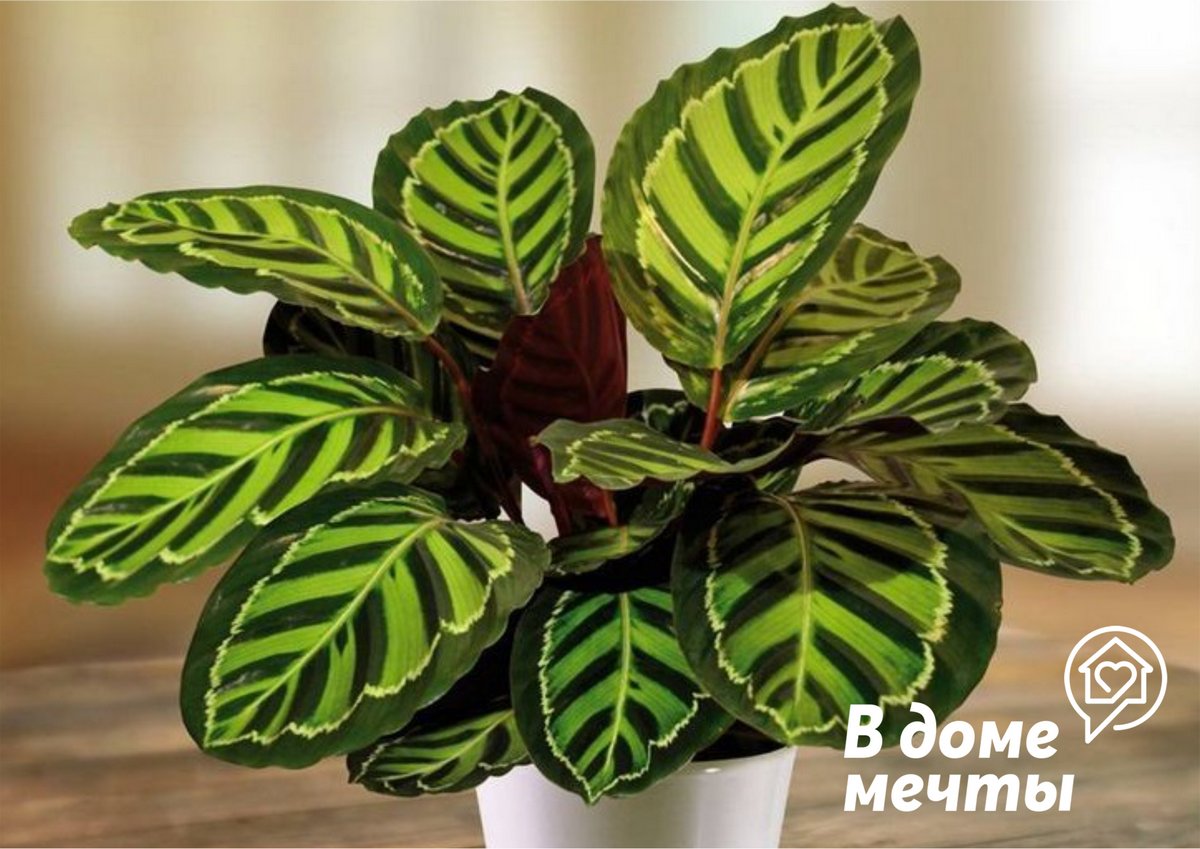 Тропическая калатея - как вырастить теплолюбивое комнатное растение в доме 
