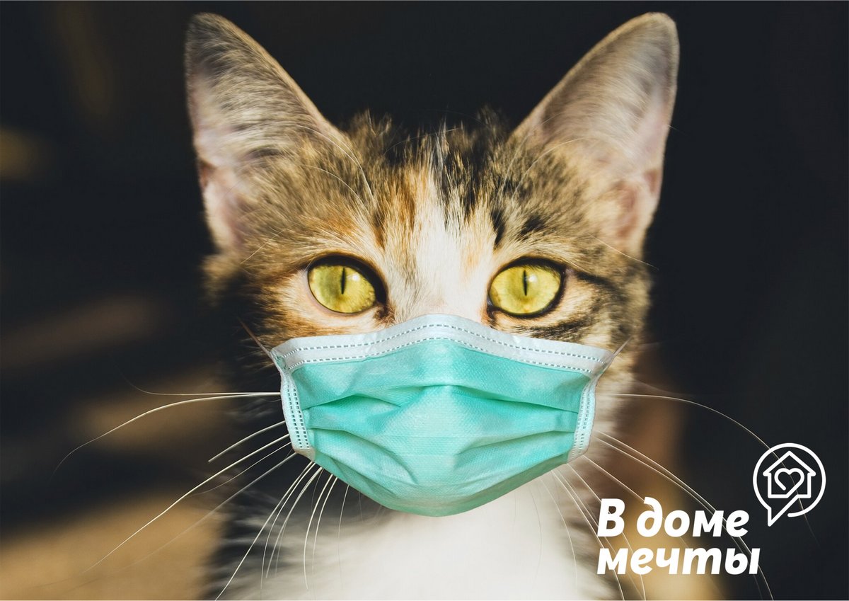 Кошки и опасные болезни: чем может заразить вас домашний питомец 