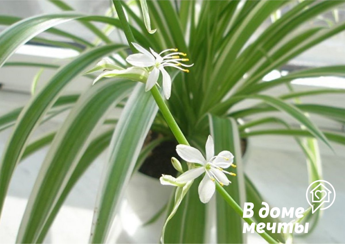 Неприхотливый хлорофитум - самый декоративный и простой в выращивании комнатный цветок 