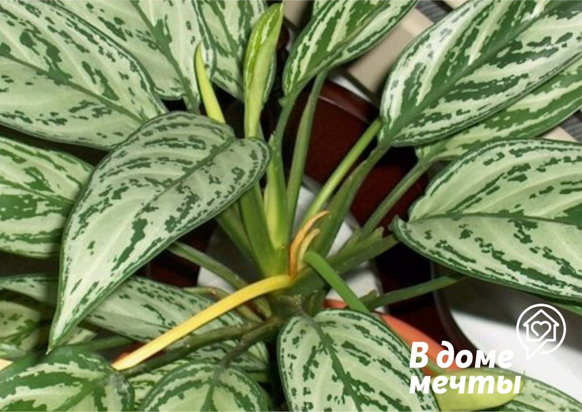 Аглаонема - яркое декоративное растение, которое украсит любой дом! 
