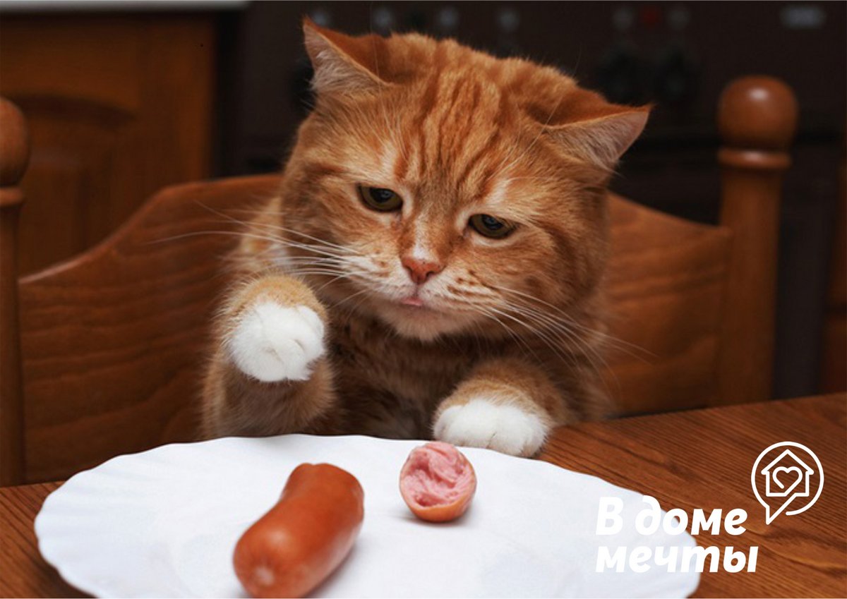 Почему нельзя кормить домашнюю кошку с общего стола? Несколько веских аргументов! 