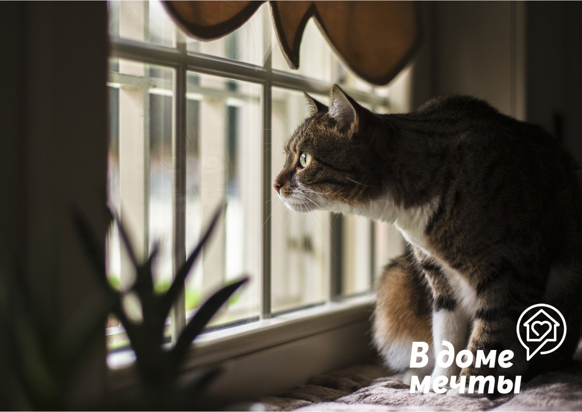 Эти запахи отпугивают кошек и способны спасти ваши обои, цветы и мебель! 