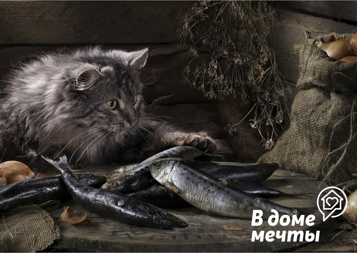 Рыба – популярный корм для кошки: можно ли давать домашнему питомцу рыбные продукты
