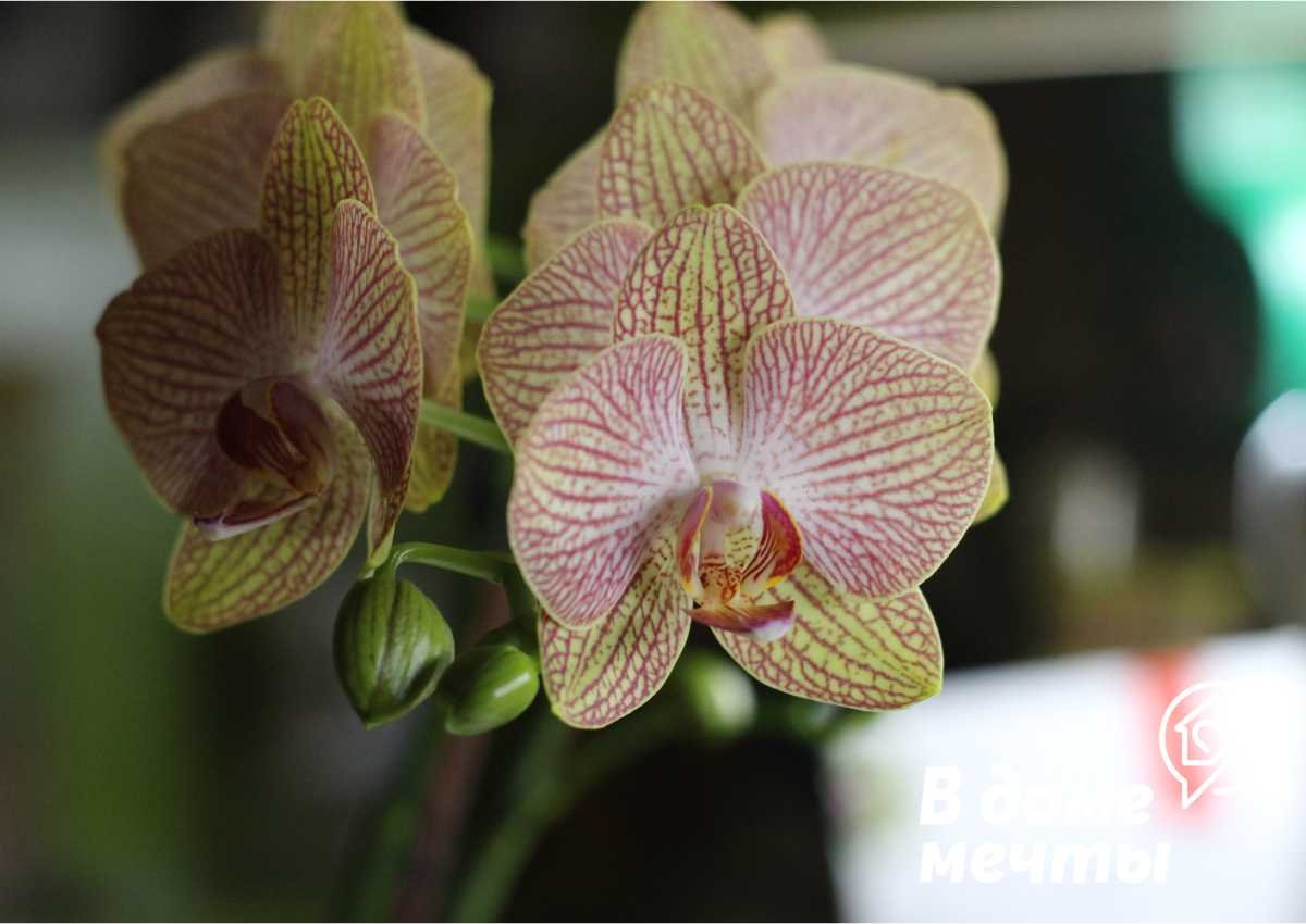 Орхидея – правильный зимний уход