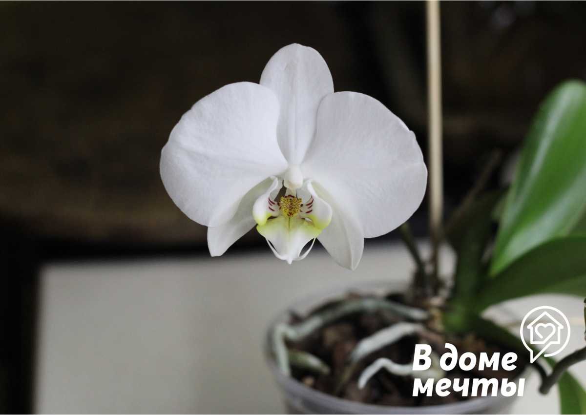 Домашняя орхидея – лучшее зимнее удобрение