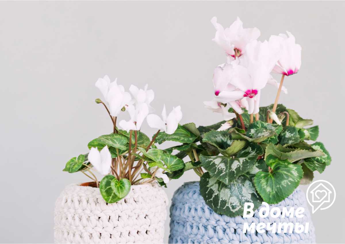 Комнатные растения: топ-7 ароматных цветов для дома