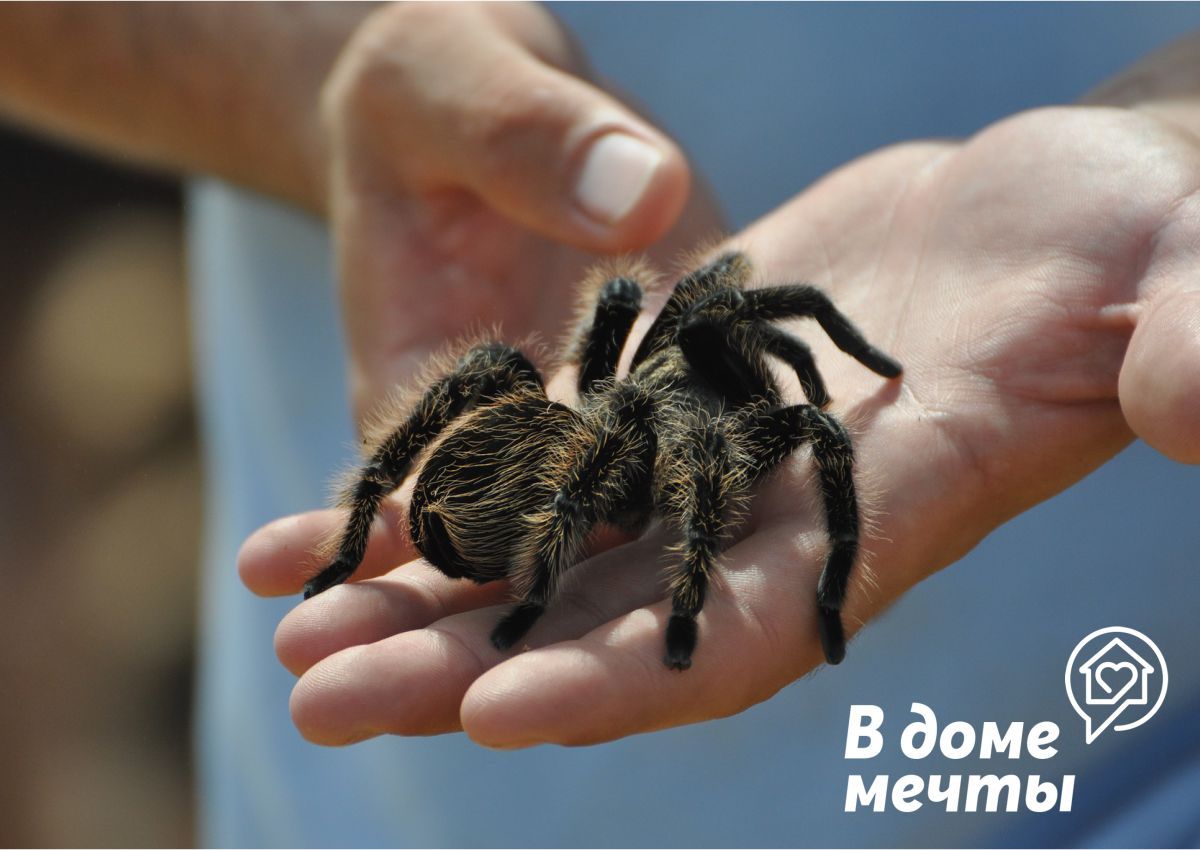Причины, почему пауки могут стать плохими домашними животными