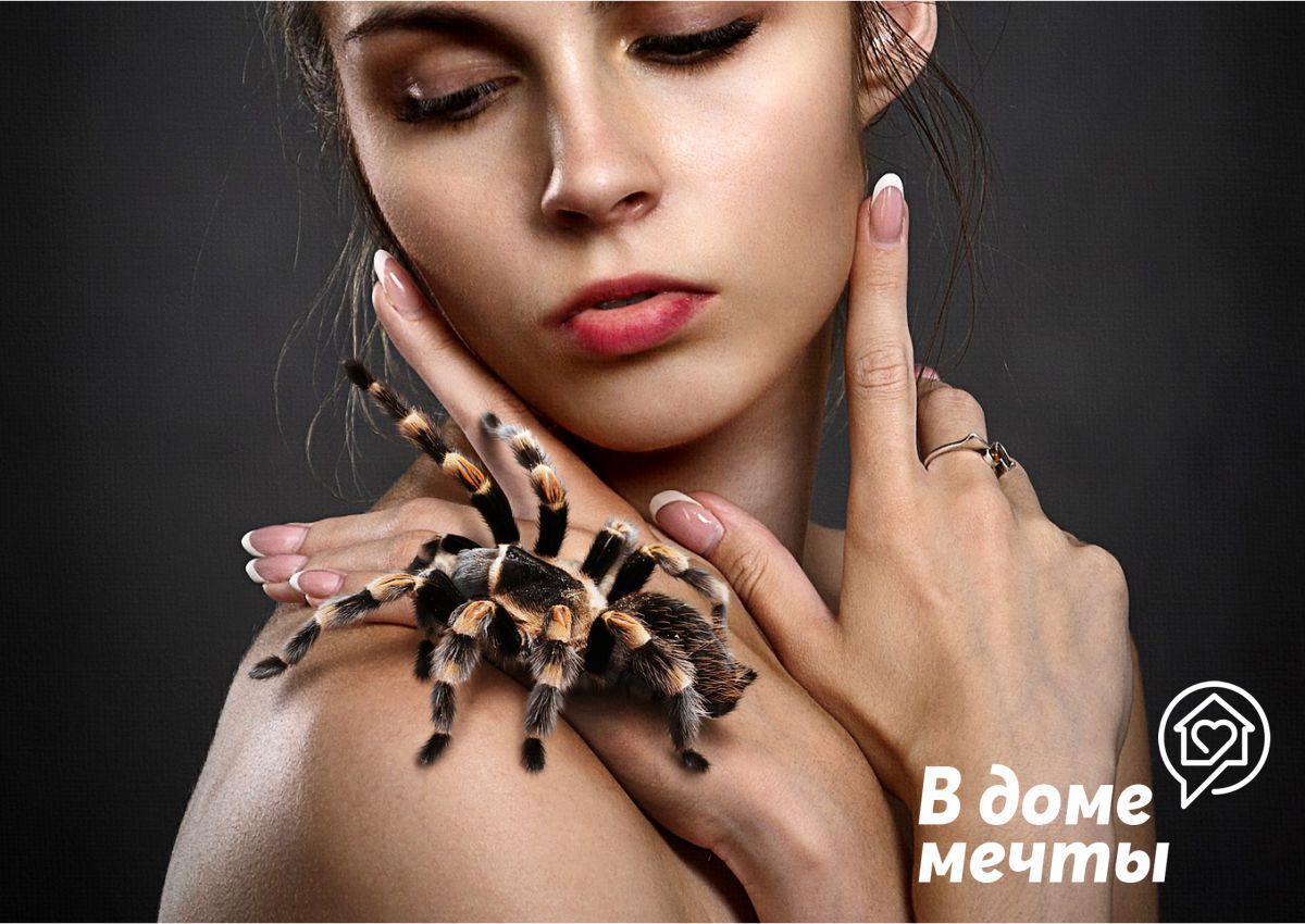 Домашний паук: плюсы и минусы экзотического питомца