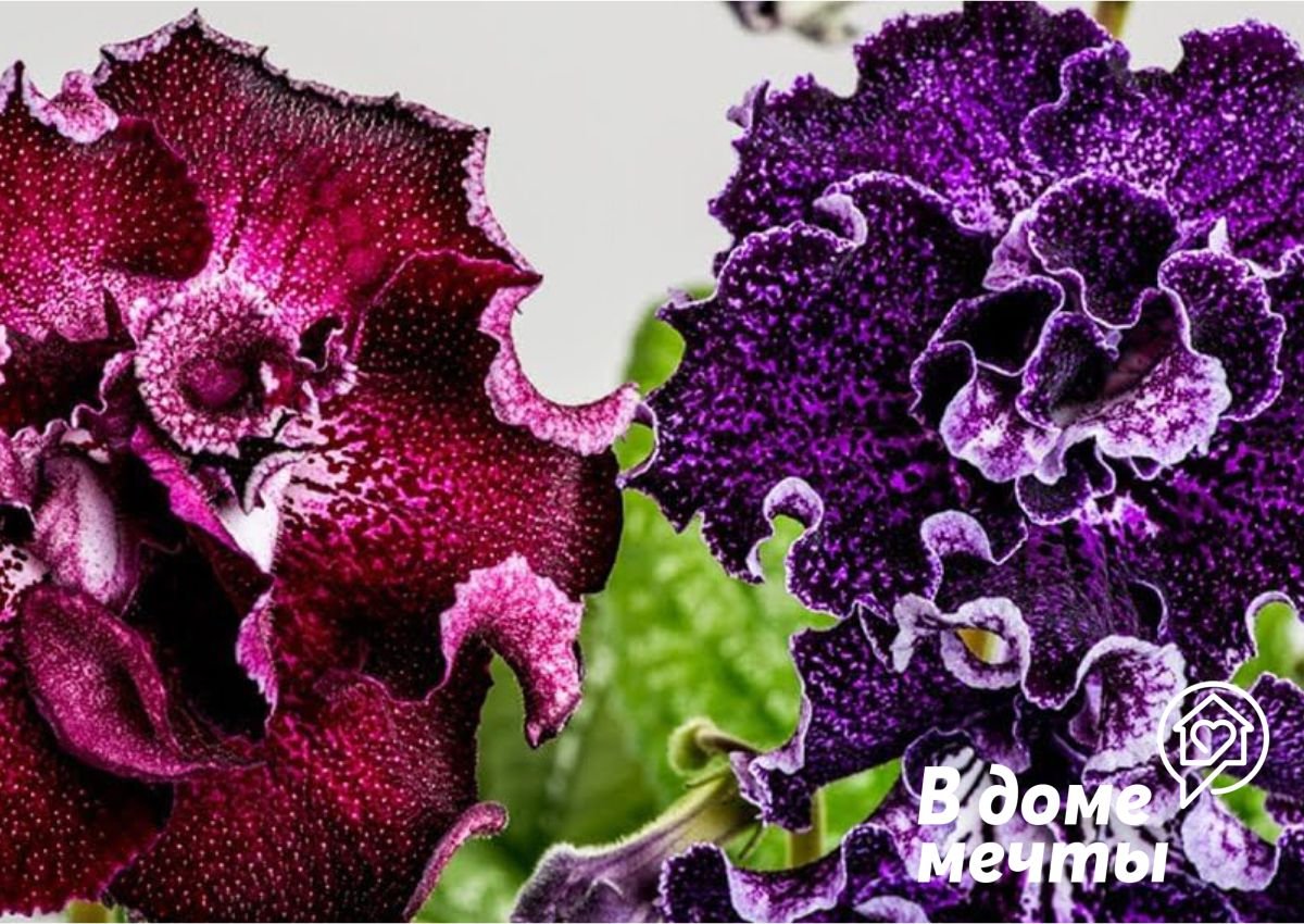 Стрептокарпус – красивое растение в интерьере вашего дома